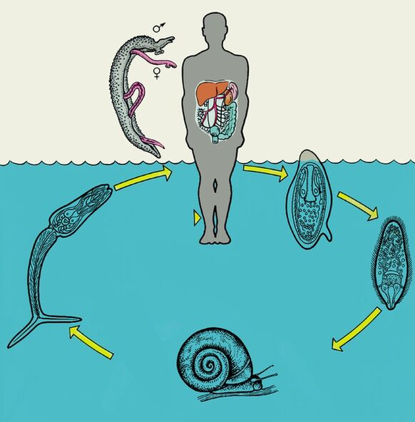 Diagrama del ciclo de vida del esquistosoma. 