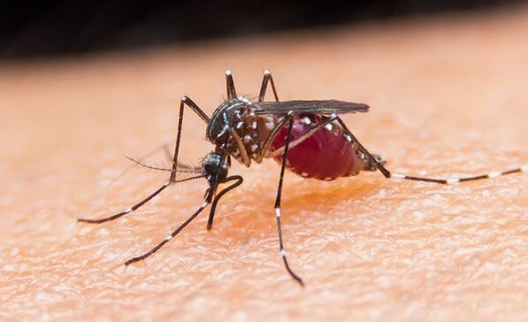 El mosquito es el portador de parásitos protozoarios y malaria. 