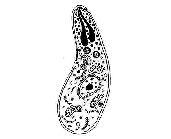 parásitos protozoarios