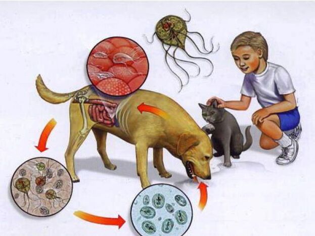 formas de infectar a un niño con parásitos